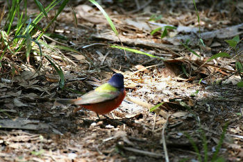 photo of a male Painted Bunting