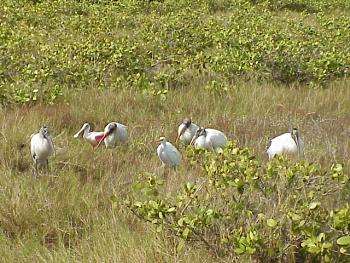 photo of a group of Woodstorks with a Roseate Spoonbill and a Great Egret