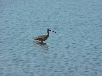 photo of long billed Curlew