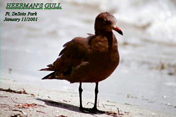 photo of a Heermann's Gull
