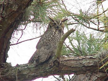 photo of a Great Horned Owl