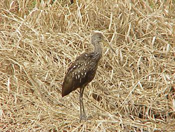 photo of a Limpkin