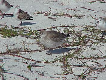 photo of a Red Knot