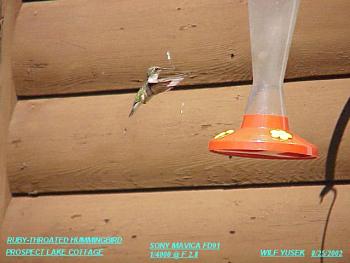 photo of a Ruby throated Hummingbird