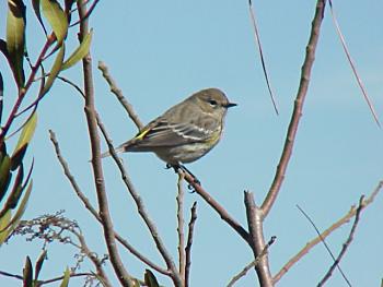 photo of a Yellow-rumped Warbler