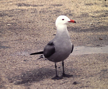 photo of a Heermann's Gull