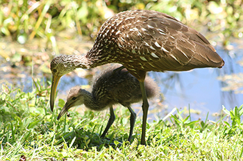 photo of a Limpkin