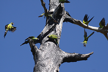 photo of a Nanday Parakeets