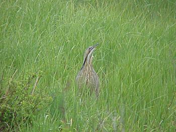 photo of an american bittern