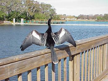 photo of an Anhinga