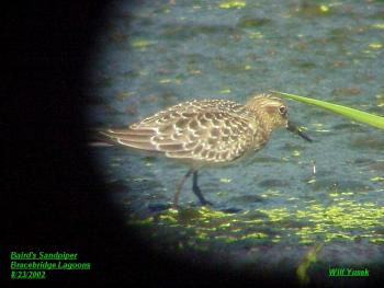 photo of a Baird's Sandpiper