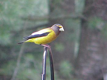 photo of an Evening Grosbeak