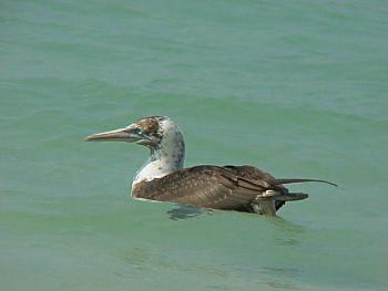 photo of a Northern Gannet