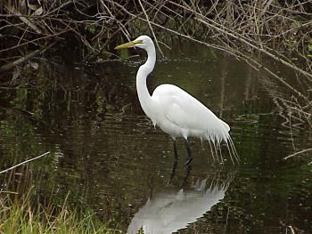 photo of a Great Egret