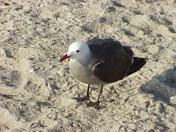 photo of a Heermann's Gull