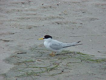 photo of a Least Tern