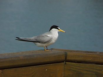 photo of a Least Tern