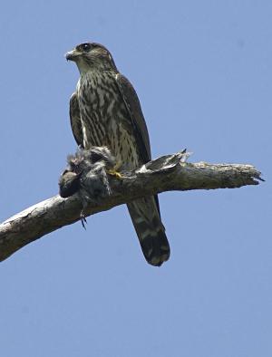 photo of a Merlin having an Eastern Phoebe for lunch