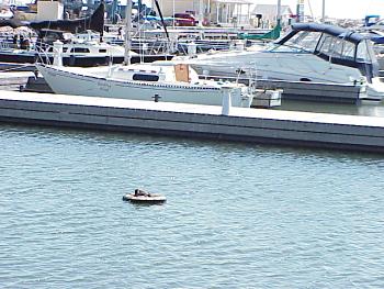 photo of a Red-necked Grebe