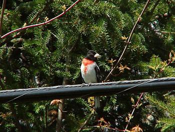 photo of a Rose-breasted Grosbeak