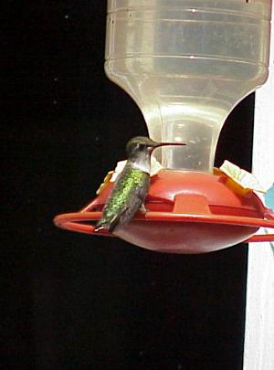 photo of a Ruby throated Hummingbird