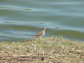 photo of a Semi-palmated Sandpiper