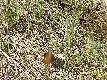 photo of Virginia Rail